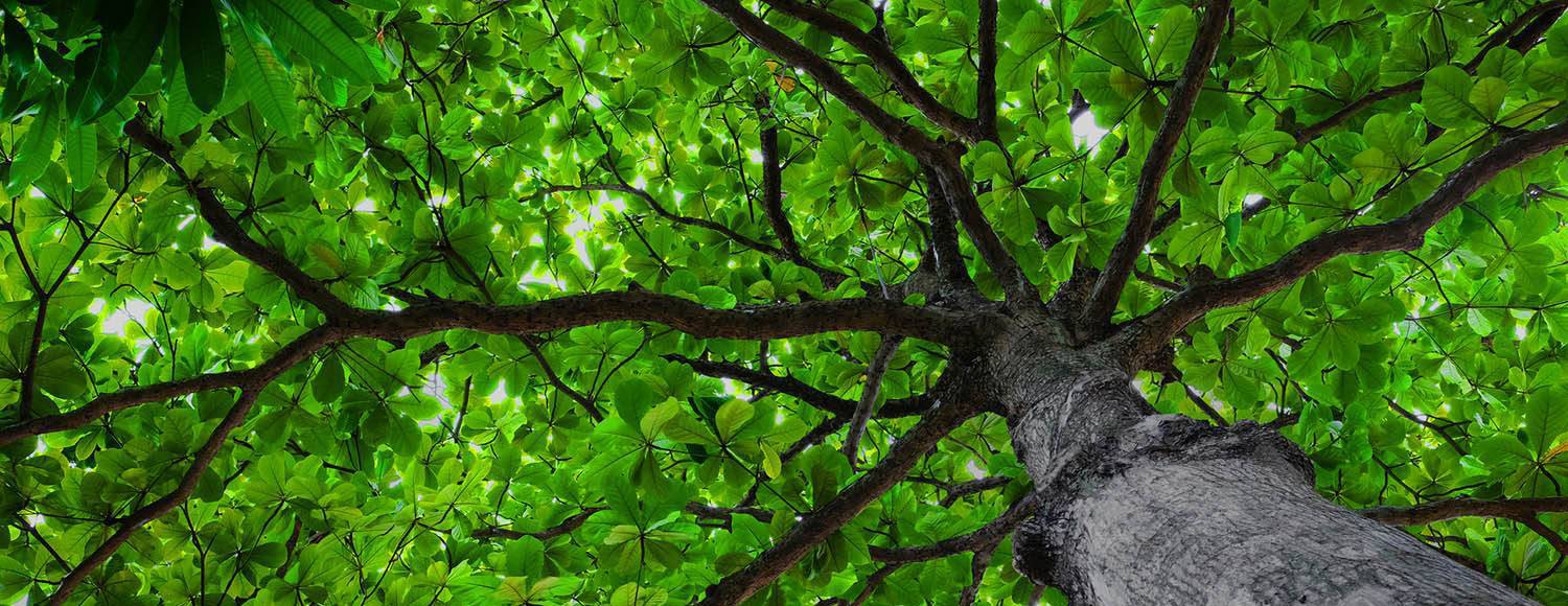 Accommodation among the chestnut trees