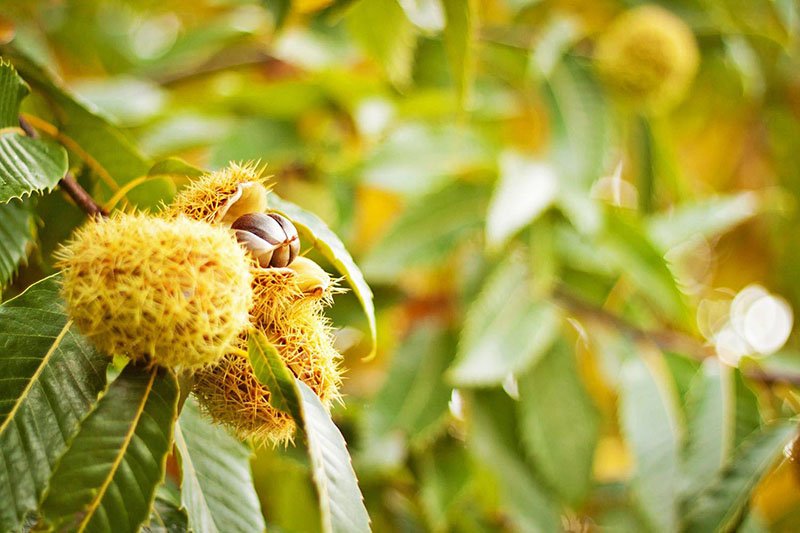 Chestnut Glade Yarra Valley Marysville Black Spur Accommodation