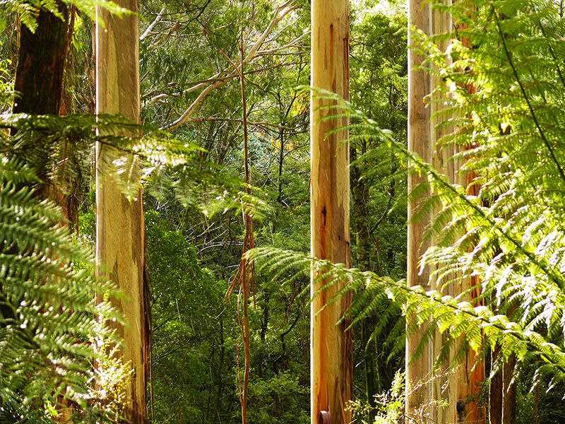 Chestnut Glade Yarra Valley Marysville Black Spur Accommodation