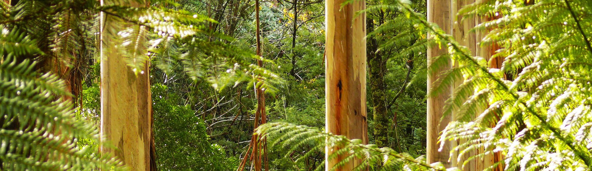 Chestnut Glade Yarra Valley Marysville Black Spur Accommodation