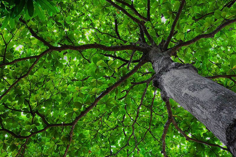 Accommodation among the chestnut trees